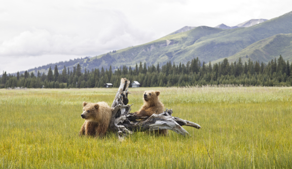 Denali National Park